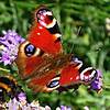 Papillon