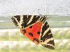 miniature papillon
