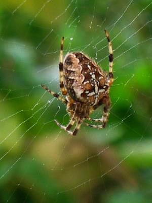 Araneus Diadematus