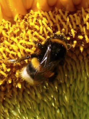 Bombus