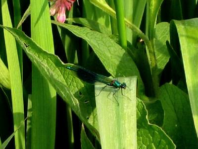 Calopteryx Splendens