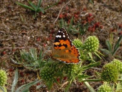 Cynthia Cardui