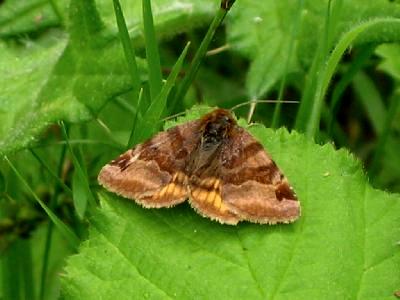 Erynnis Tages