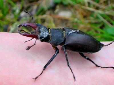 Lucanus Cervus