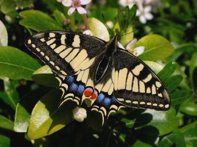 Papilio Machaon