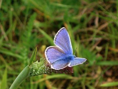 Polyommatus Icarus