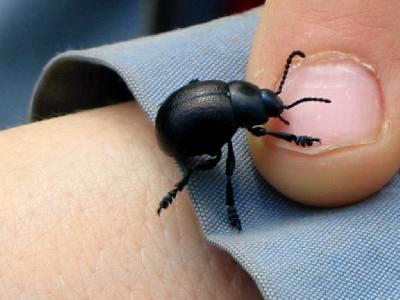 Timarcha Tenebricosa