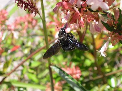 Xylocopa Violacea