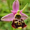 orchide