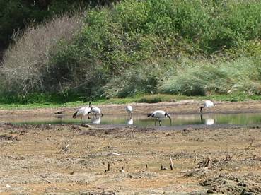 Ibis Sacr du Nil