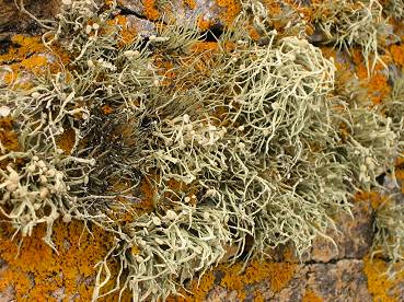 lichens