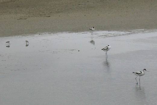 Avocettes